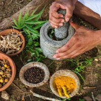 Cannabis in Verbindung mit Ayurveda