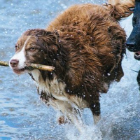 Die Wirkung von Cannabidiol bei Hunden