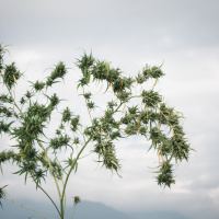 Die vergessene Heilpflanze – Wie Hanf die Geschichte prägte