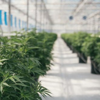 Qualitätssicherung bei medizinischem Cannabis