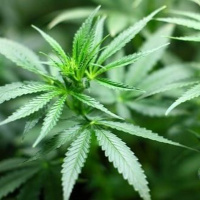 Cannabis, Cannabinoide, Terpene – Hype oder Medizin?