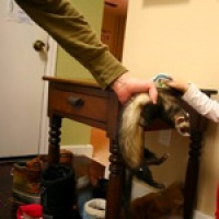 Spirituality and Pets