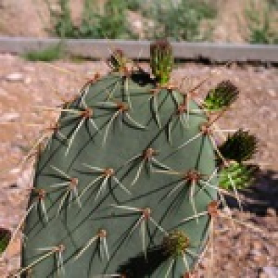 Micah Podcast: The Heart Of The Matter