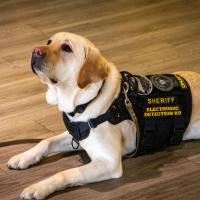 FEELS LIKE K9 MOZART IS AN EARTH ANGEL