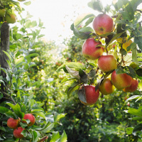 Psalm 119: The Creator’s Word