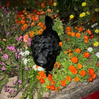 Terry McMillans The Interruption of Everything Ch. 13,14,15