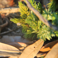 Reading 1 John 1: 1-10 amp 2: 1-18