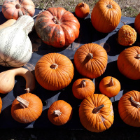 Happy Thanksgiving (lets talk books)