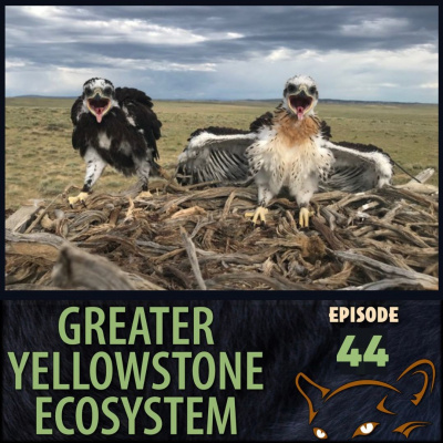 2 Minutes In The Yellowstone Ecosystem