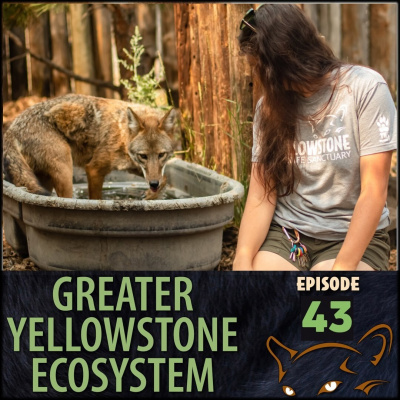 2 Minutes In The Yellowstone Ecosystem