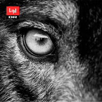 Ulvelandet - afsnit 11: Hele historien 2018-05-05