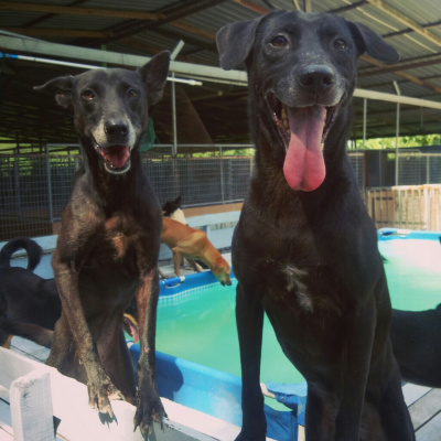 Kieran Lifteds Dog Days In Kl