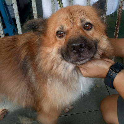 Kieran Lifteds Dog Days In Kl