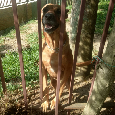 Kieran Lifteds Dog Days In Kl