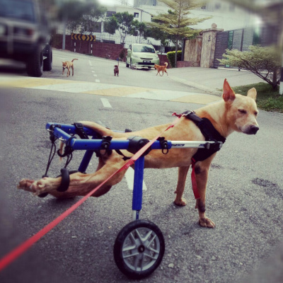 Kieran Lifteds Dog Days In Kl