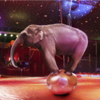 Circus Coach? Yes I am!!!