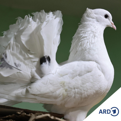 Die Korrespondenten In Neu-delhi