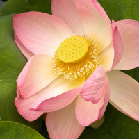 263 - Fai accadere cose belle