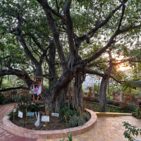 207 - Lalbero della meditazione