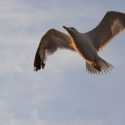 Richard Romagnoli Podcast