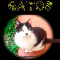 Gatos