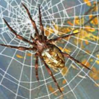 Parcours Associé Baudelaire : Lecture linéaire : Hugo, Laraignée.