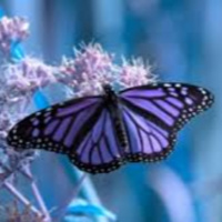 Parcours Associé Baudelaire : Lecture linéaire Francis Ponge, Le Papillon.