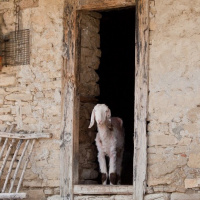 TRP 28: The Passover In Exodus Part 1, ch.12:1-7, Jesus’ Redemption