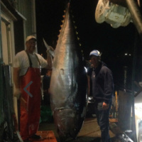 Giant Bluefin Tuna Fishing - Kelly Ann Charters - Captain Mauro DiBacco