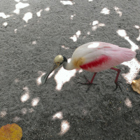 Episode 3 – Pigeon Racing