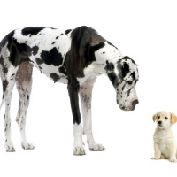 Examples for the use of Diminutives