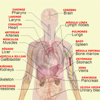 The Body Organs in Spanish