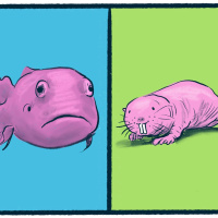 Blobfish vs. Naked Mole Rat: a wild debate