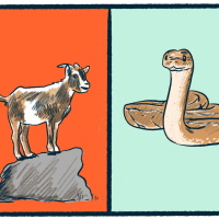 Goats vs. Boa Constrictors: a curious debate