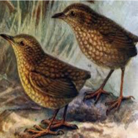 Comfort and Ease can lead to Annihilation