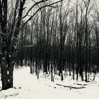 Trumpty Dumpty (Live)