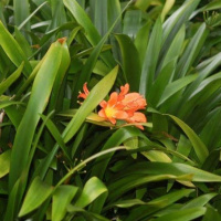 Through Your Steadfast Love