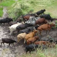 The Cattle on a Thousand Hills 