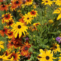 Happy are Those Whose Transgressions are Forgiven 