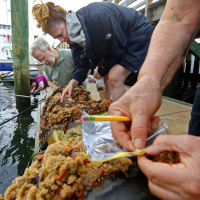 Venture Anything: Marine invaders! How can you help?