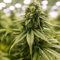 The great marijuana debate 