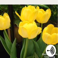 Escaneo de mis Chakras 