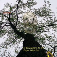【 AUDIOLIBRO 】▶️ El escarabajo de oro - Edgar Allan Poe