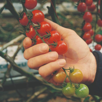 Podkas: Pawel, de Poolse Plukker - #2