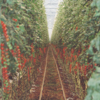 Podkas: Pawel de Poolse Plukker - #3