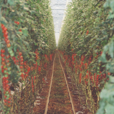 Podkas: Pawel, De Poolse Plukker