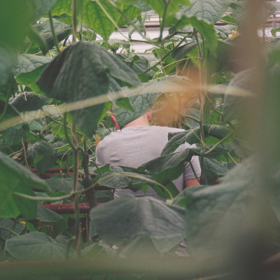 Podkas: Pawel, De Poolse Plukker