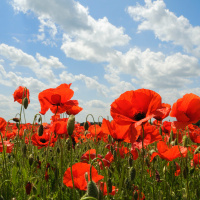 Act of Remembrance 2017 - Fr David Cloake