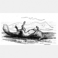 18. The Fox And His Cousin (The Fox Quadrilogy Part.III)