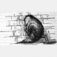 24. The Wolf and the Man + The Wolf and the Fox (The Fox Quadrilogy Part. I  II)